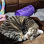 Moana joined the competition — help win amazing prizes! abyssinian, animal, architecture, armchair, building, cat, chair, couch, cushion, furniture, homedecor, indoors, kitten, livingroom, manx, person, pet, purple, room, sleeping