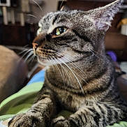 Moana is registered to the contest to win money with this photo: abyssinian, animal, architecture, blanket, building, cat, couch, egyptiancat, electronics, furniture, hardware, indoors, kitten, livingroom, manx, person, pet, room, sleeping