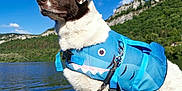 Pixxys a rejoint le concours — aidez-le/la à gagner de superbes lots ! adventure, animal, blue, brown, cloud, dog, fur, lake, landscape, leash, life_jacket, mountain, nature, outdoor, pet, shark_design, sky, summer, water, white