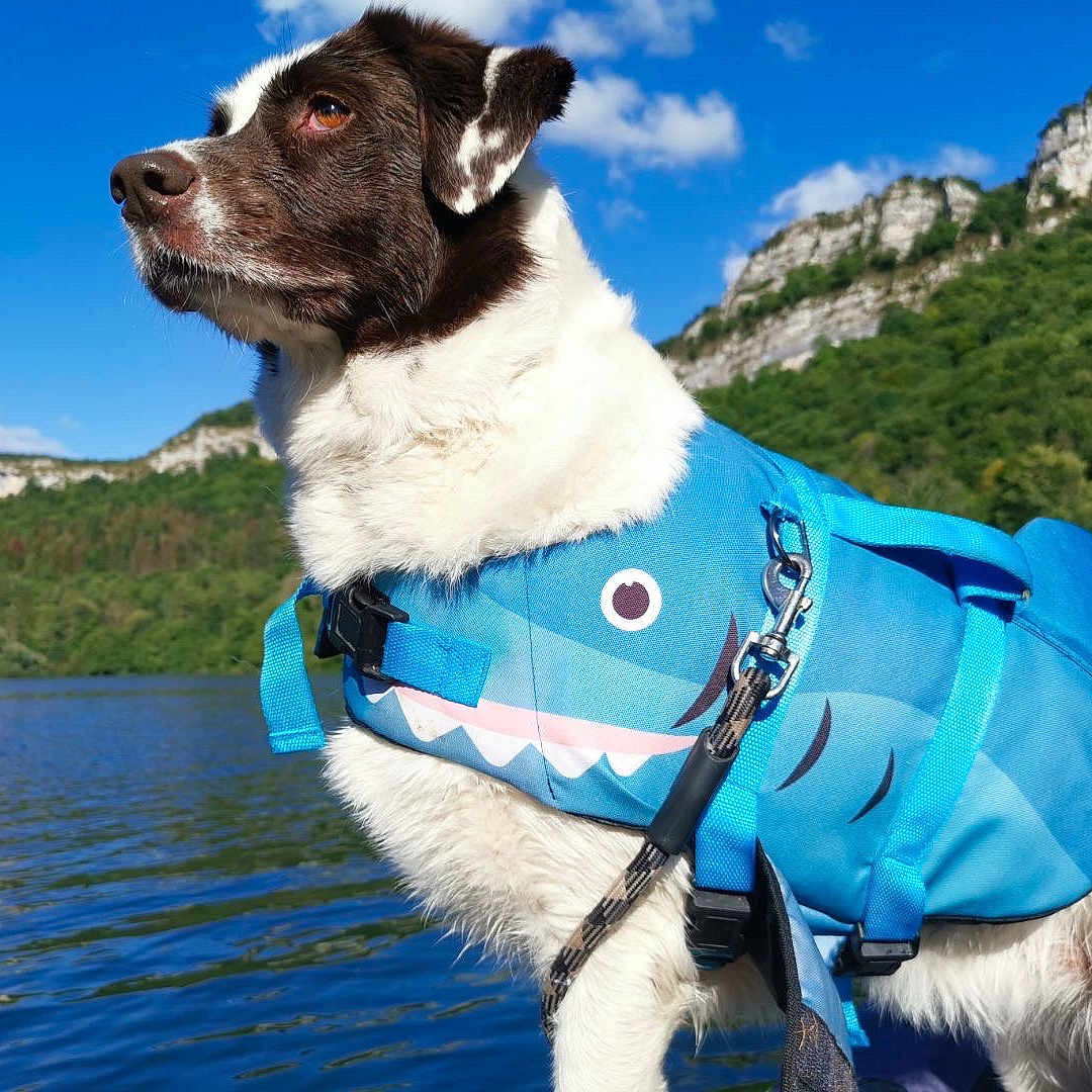 Pixxys a rejoint le concours — aidez-le/la à gagner de superbes lots ! adventure, animal, blue, brown, cloud, dog, fur, lake, landscape, leash, life_jacket, mountain, nature, outdoor, pet, shark_design, sky, summer, water, white