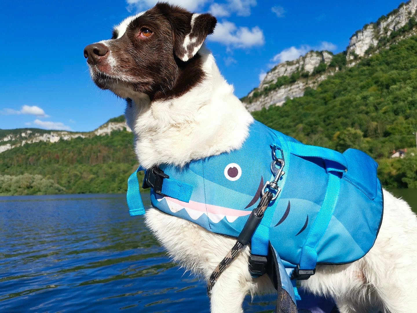 Pixxys a rejoint le concours — aidez-le/la à gagner de superbes lots ! adventure, animal, blue, brown, cloud, dog, fur, lake, landscape, leash, life_jacket, mountain, nature, outdoor, pet, shark_design, sky, summer, water, white