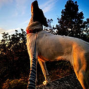 Pixxys a rejoint le concours — aidez-le/la à gagner de superbes lots ! adventure, animal, canine, collar, dog, evening, landscape, leash, nature, outdoor, pet, rock, scenery, shadow, silhouette, sky, sunset, tree, walking, wildlife