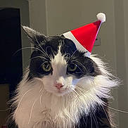 Dashy is registered to the contest to win money with this photo: cat, black_and_white, fluffy, santa_hat, holiday, pet, indoor, portrait, whiskers, cute, animal, feline, fur, close_up, festive, christmas, looking_at_camera, domestic_cat, head_shot, adorable