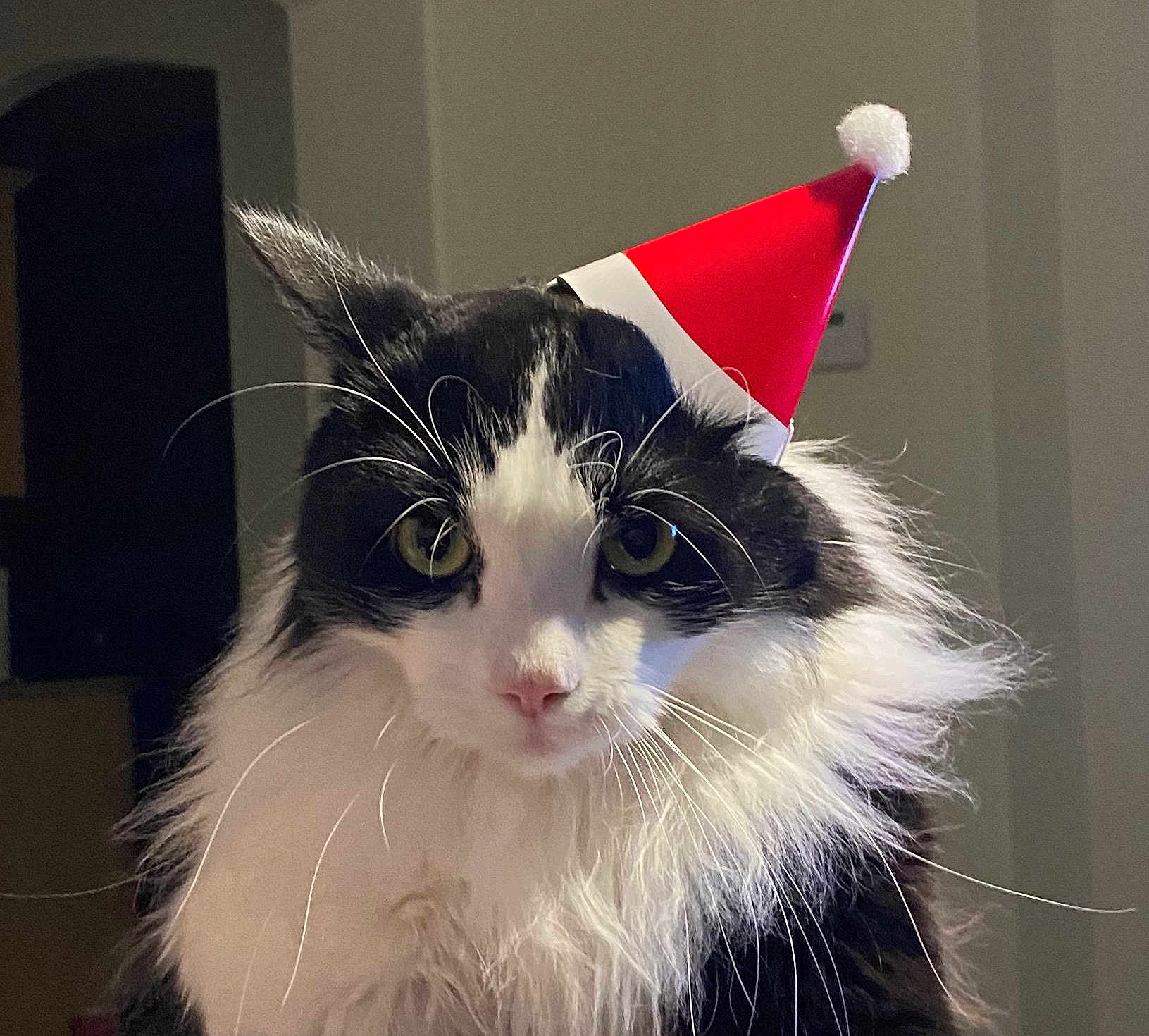 Dashy is registered to the contest to win money with this photo: cat, black_and_white, fluffy, santa_hat, holiday, pet, indoor, portrait, whiskers, cute, animal, feline, fur, close_up, festive, christmas, looking_at_camera, domestic_cat, head_shot, adorable