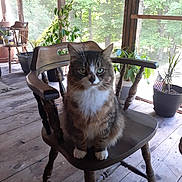 Maxamillion is registered to the contest to win money with this photo: animal, calm, cat, domestic_cat, furniture, greenery, home_interior, indoor, natural_light, pet, plant_pot, porch, potted_plants, relaxing, screened_window, sitting, tabby_cat, wooden_chair, wooden_floor, wooden_post