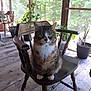 animal, calm, cat, domestic_cat, furniture, greenery, home_interior, indoor, natural_light, pet, plant_pot, porch, potted_plants, relaxing, screened_window, sitting, tabby_cat, wooden_chair, wooden_floor, wooden_post