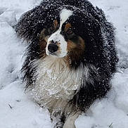 Priska a rejoint le concours — aidez-le/la à gagner de superbes lots ! dog, snow, outdoor, animal, winter, fluffy, black, white, brown, fur, cute, pet, nature, cold, playful, landscape, mammal, canine, lying_down, snow_covered