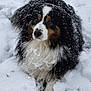 dog, snow, outdoor, animal, winter, fluffy, black, white, brown, fur, cute, pet, nature, cold, playful, landscape, mammal, canine, lying_down, snow_covered