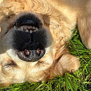 Zaïon participe au concours pour gagner de l'argent avec cette photo : dog, golden_retriever, grass, outdoor, pet, lying_down, nose, teeth, sunlight, happy, playful, fur, canine, animal, closeup, cute, smiling, tongue, summer, nature