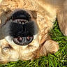 dog, golden_retriever, grass, outdoor, pet, lying_down, nose, teeth, sunlight, happy, playful, fur, canine, animal, closeup, cute, smiling, tongue, summer, nature