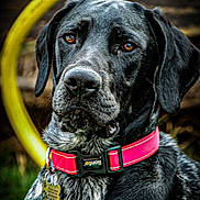 Grisou participe au concours pour gagner de l'argent avec cette photo : dog, pet, animal, black_dog, pink_collar, outdoor, portrait, closeup, amber_eyes, fur, ears, nose, garden_hose, background_blur, wooden_background, tag, collar, sitting, looking_away, daylight
