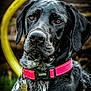 dog, pet, animal, black_dog, pink_collar, outdoor, portrait, closeup, amber_eyes, fur, ears, nose, garden_hose, background_blur, wooden_background, tag, collar, sitting, looking_away, daylight