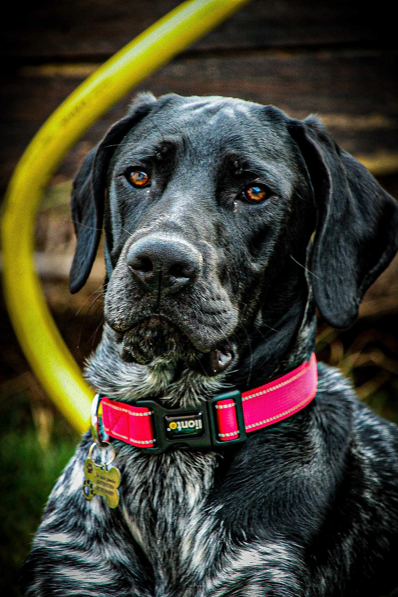Grisou participe au concours pour gagner de l'argent avec cette photo : dog, pet, animal, black_dog, pink_collar, outdoor, portrait, closeup, amber_eyes, fur, ears, nose, garden_hose, background_blur, wooden_background, tag, collar, sitting, looking_away, daylight