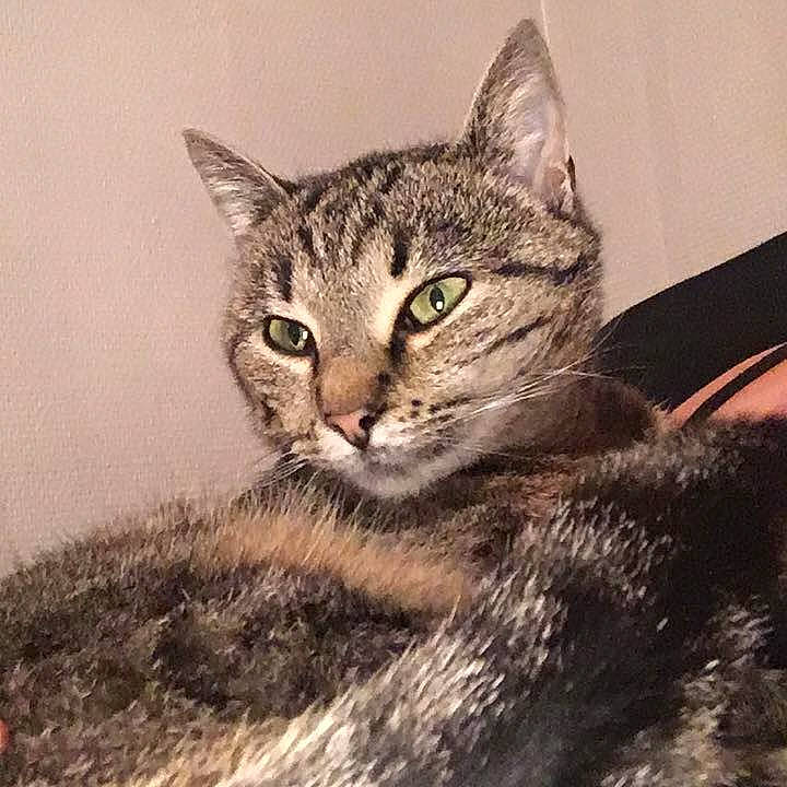 Bella