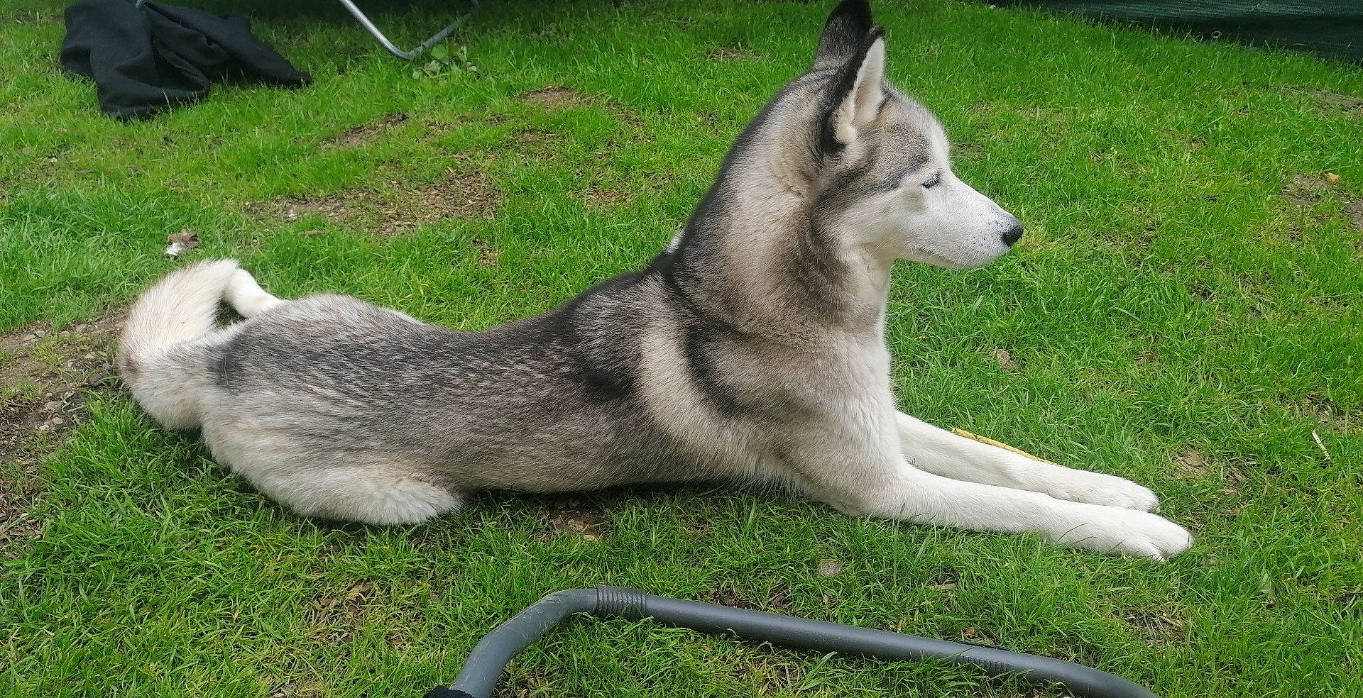 Princesse participe au concours pour gagner de l'argent avec cette photo : ancient_dog_breeds, canidae, canis, canis_lupus_tundrarum, carnivore, companion_dog, dog, dog_breed, fur, grass, groundcover, siberian_husky, sled_dog, snout, sporting_group, tail, terrestrial_animal, wolf, working_animal, working_dog