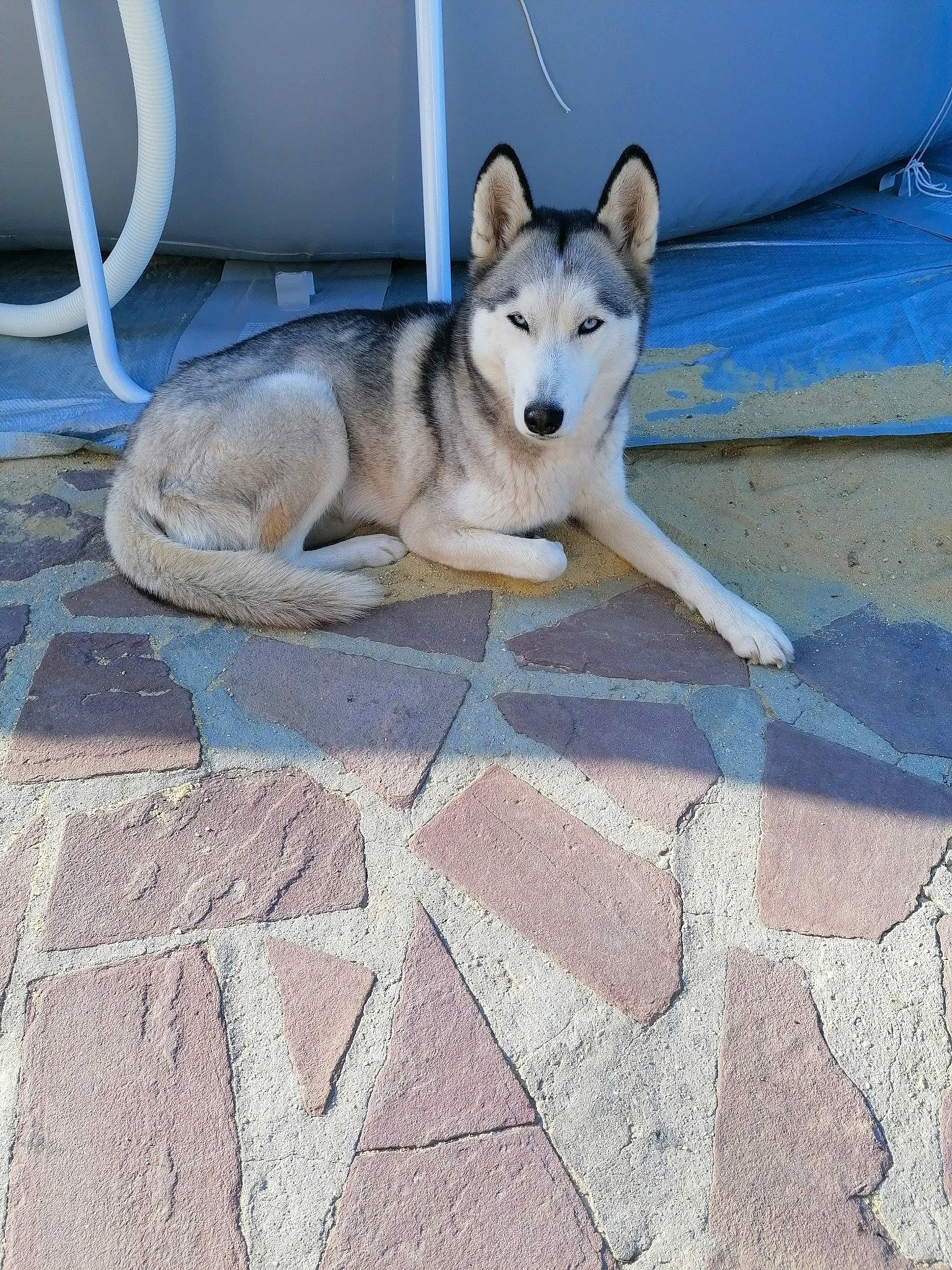 Princesse participe au concours pour gagner de l'argent avec cette photo : canidae, carnivore, cobblestone, companion_dog, concrete, dog, dog_breed, fawn, flagstone, flooring, grey, road_surface, siberian_husky, sidewalk, sled_dog, snout, sporting_group, tail, tile, wood