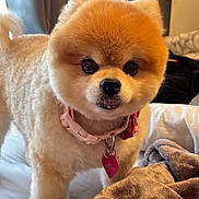 Leona is registered to the contest to win money with this photo: dog, pomeranian, pet, fluffy, bed, blanket, collar, indoor, cute, small_dog, animal, fur, face, tag, adorable, cozy, groomed, portrait, companion, domestic_animal