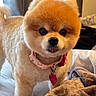 dog, pomeranian, pet, fluffy, bed, blanket, collar, indoor, cute, small_dog, animal, fur, face, tag, adorable, cozy, groomed, portrait, companion, domestic_animal