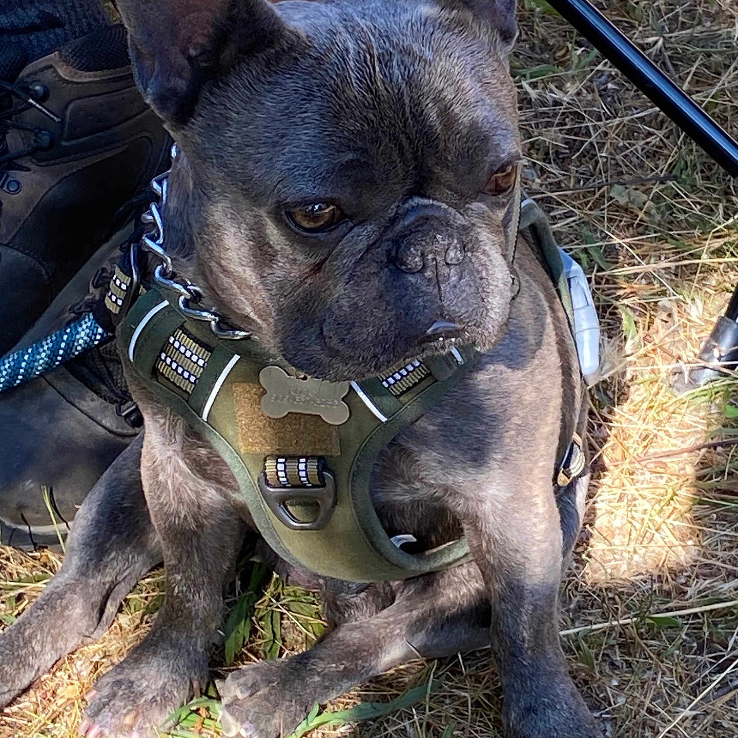 Rocky joined the competition — help win amazing prizes! animal, boots, canine, closeup, companion, daylight, dog, french_bulldog, fur, grass, harness, legs, nature, outdoor, paw, person, pet, resting, sitting, sunlight