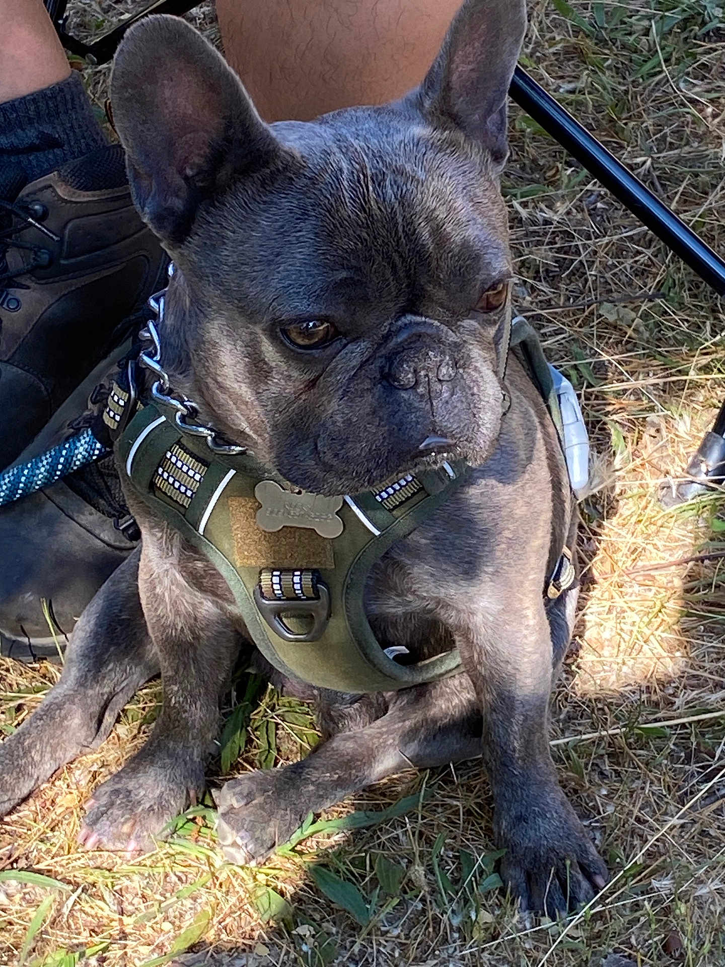 Rocky joined the competition — help win amazing prizes! dog, french_bulldog, pet, animal, outdoor, grass, harness, boots, person, legs, sunlight, nature, canine, sitting, closeup, paw, fur, daylight, companion, resting