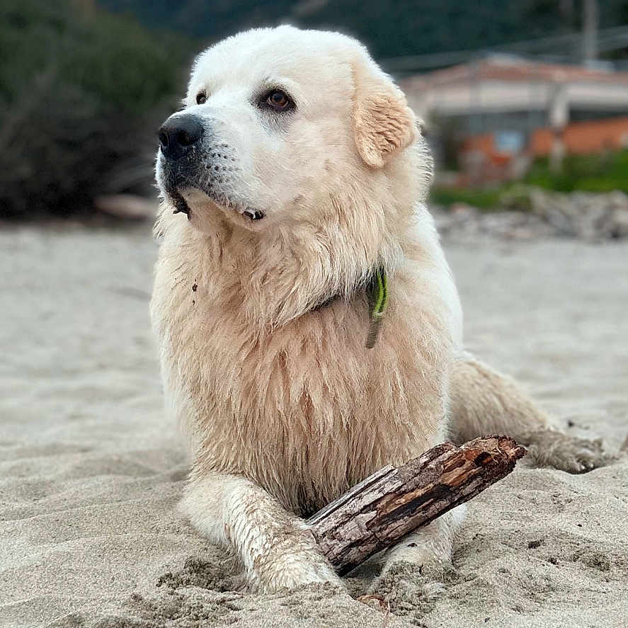 Jump participe au concours pour gagner de l'argent avec cette photo : animal, beach, canine, coast, dog, eskimodog, goldenretriever, husky, labradorretriever, nature, outdoors, pet, puppy, sand, sea, shoreline, soil, water, whitedog, wood
