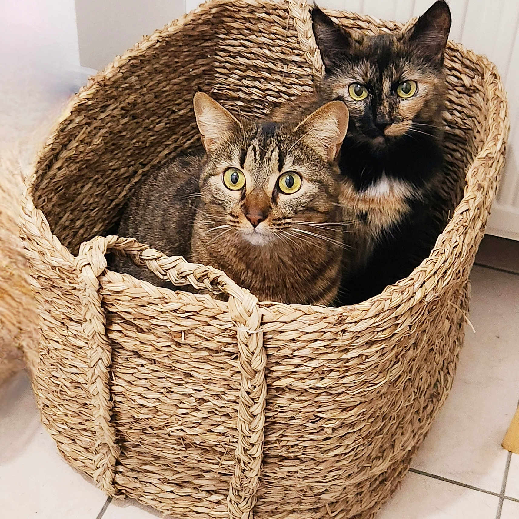 Minette a rejoint le concours — aidez-le/la à gagner de superbes lots ! abyssinian, animal, art, basket, canine, cat, dog, dogbed, kitten, manx, pet, woven