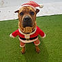dog, pet, costume, santa_claus, holiday, festive, outdoor, green_turf, animal, cute, brown_dog, hat, clothing, puppy, portrait, standing, christmas, red, white, striped