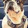 Brutus is registered to the contest to win money with this photo: dog, french_bulldog, pet, animal, close_up, harness, brown, white, ears, snout, fur, portrait, looking_up, cute, domestic_animal, canine, outdoor, attention, expression, companion