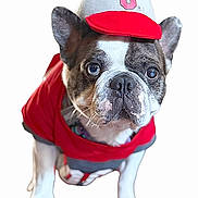 Brutus joined the competition — help win amazing prizes! dog, french_bulldog, pet, animal, canine, shirt, hat, red_clothing, white_background, closeup, face, ears, eyes, cute, portrait, standing, looking, whiskers, nose, front_legs