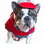 dog, french_bulldog, pet, animal, canine, shirt, hat, red_clothing, white_background, closeup, face, ears, eyes, cute, portrait, standing, looking, whiskers, nose, front_legs