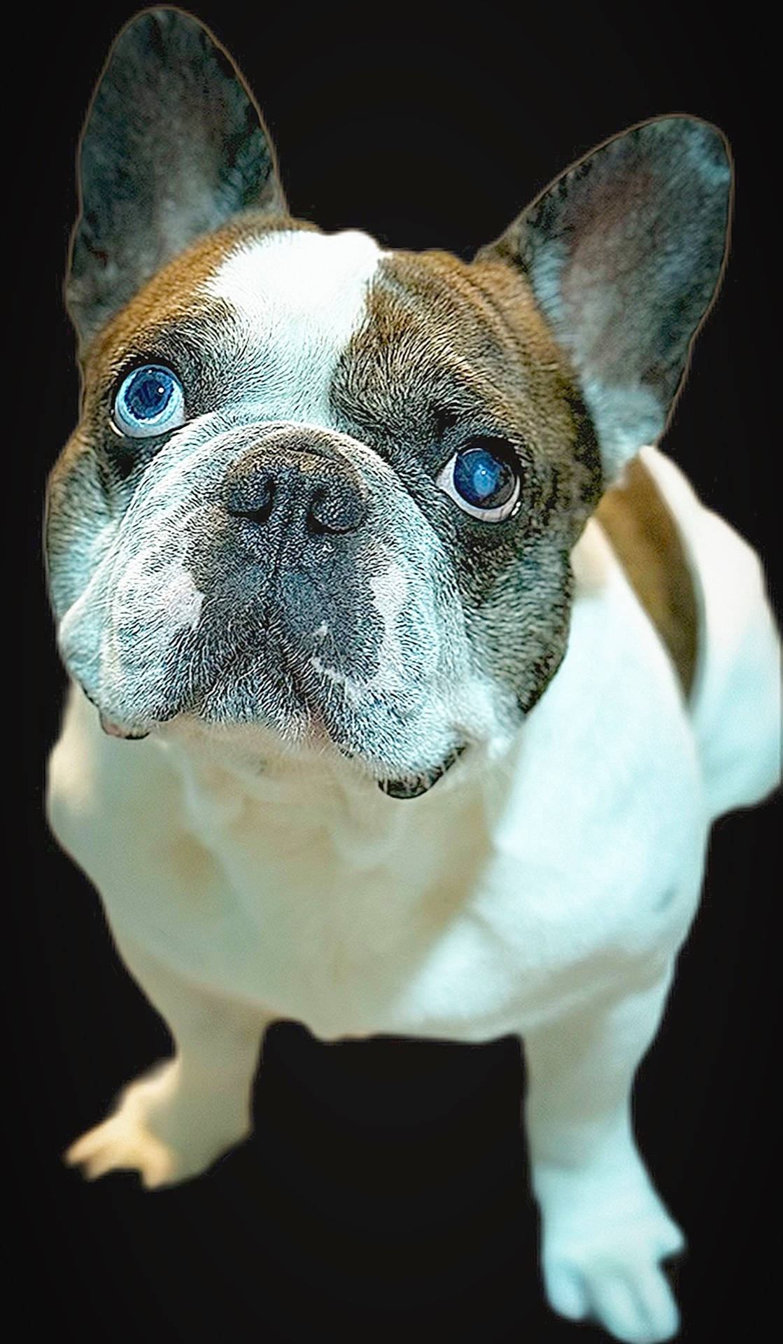 Brutus is registered to the contest to win money with this photo: animal, black_background, blue_eyes, brown_fur, canine, close_up, companion, cute, dog, domestic_animal, ears, face, french_bulldog, fur, looking_up, mammal, pet, portrait, snout, white_fur