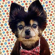 Elliot is registered to the contest to win money with this photo: accessories, affenpinscher, animal, bowtie, canine, chihuahua, cockerspaniel, dog, envelope, face, formalwear, head, papillon, person, pet, photography, portrait, puppy, terrier, tie
