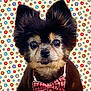 accessories, affenpinscher, animal, bowtie, canine, chihuahua, cockerspaniel, dog, envelope, face, formalwear, head, papillon, person, pet, photography, portrait, puppy, terrier, tie