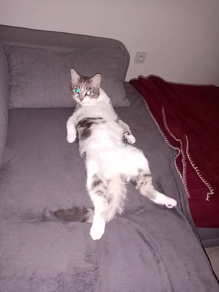 Praline participe au concours pour gagner de l'argent avec cette photo : carnivore, cat, comfort, companion_dog, couch, domestic_short_haired_cat, felidae, foot, fur, furniture, grey, human_leg, lap, leg, paw, sitting, small_to_medium_sized_cats, snout, tail, whiskers