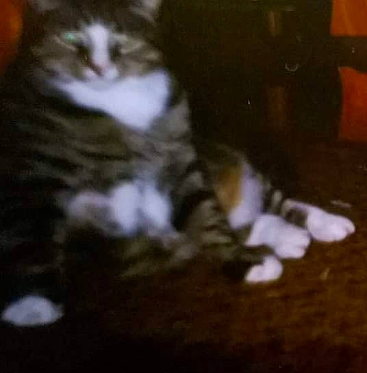 Scruff joined the competition — help win amazing prizes! carnivore, cat, darkness, domestic_short_haired_cat, felidae, flooring, fur, human_leg, night, paw, sitting, small_to_medium_sized_cats, snout, tail, terrestrial_animal, whiskers, wood