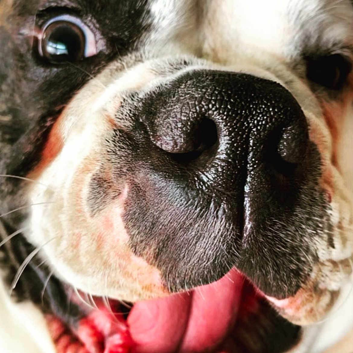 Junior Grayson Russo is registered to the contest to win money with this photo: animal, bodypart, bostonbull, boxer, bulldog, canine, dog, frenchbulldog, hound, mouth, person, pet, pitbull, puppy, snout, tongue, whitedog