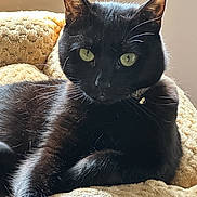 Gabriella is registered to the contest to win money with this photo: animal, black_cat, blanket, cat, close_up, cream_blanket, feline, fur, glossy_fur, green_eyes, home, indoor, lounging, pet, pointed_ears, portrait, relaxed, sitting, warm_lighting, whiskers