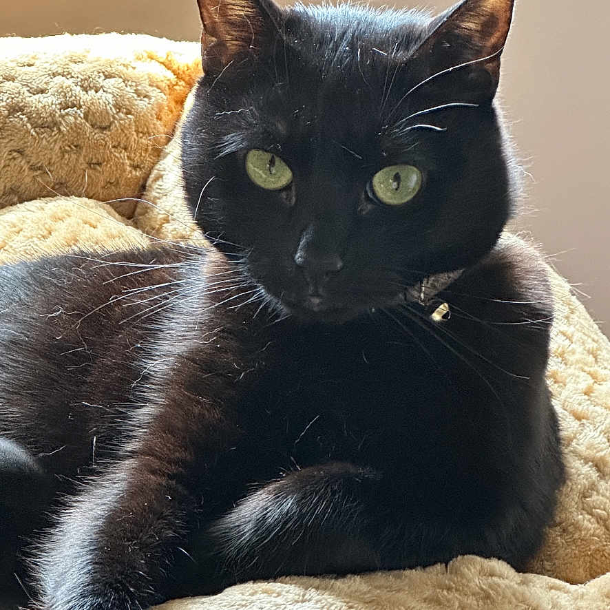 Gabriella