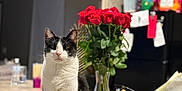 Crossy is registered to the contest to win money with this photo: blurred_background, cat, countertop, ears, eyes, flowers, home_decor, indoor, island, kitchen, pet, portrait, refrigerator, rose_bouquet, sitting, snacks, tuxedo_cat, vase, whiskers, wooden_bowl