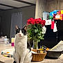 blurred_background, cat, countertop, ears, eyes, flowers, home_decor, indoor, island, kitchen, pet, portrait, refrigerator, rose_bouquet, sitting, snacks, tuxedo_cat, vase, whiskers, wooden_bowl