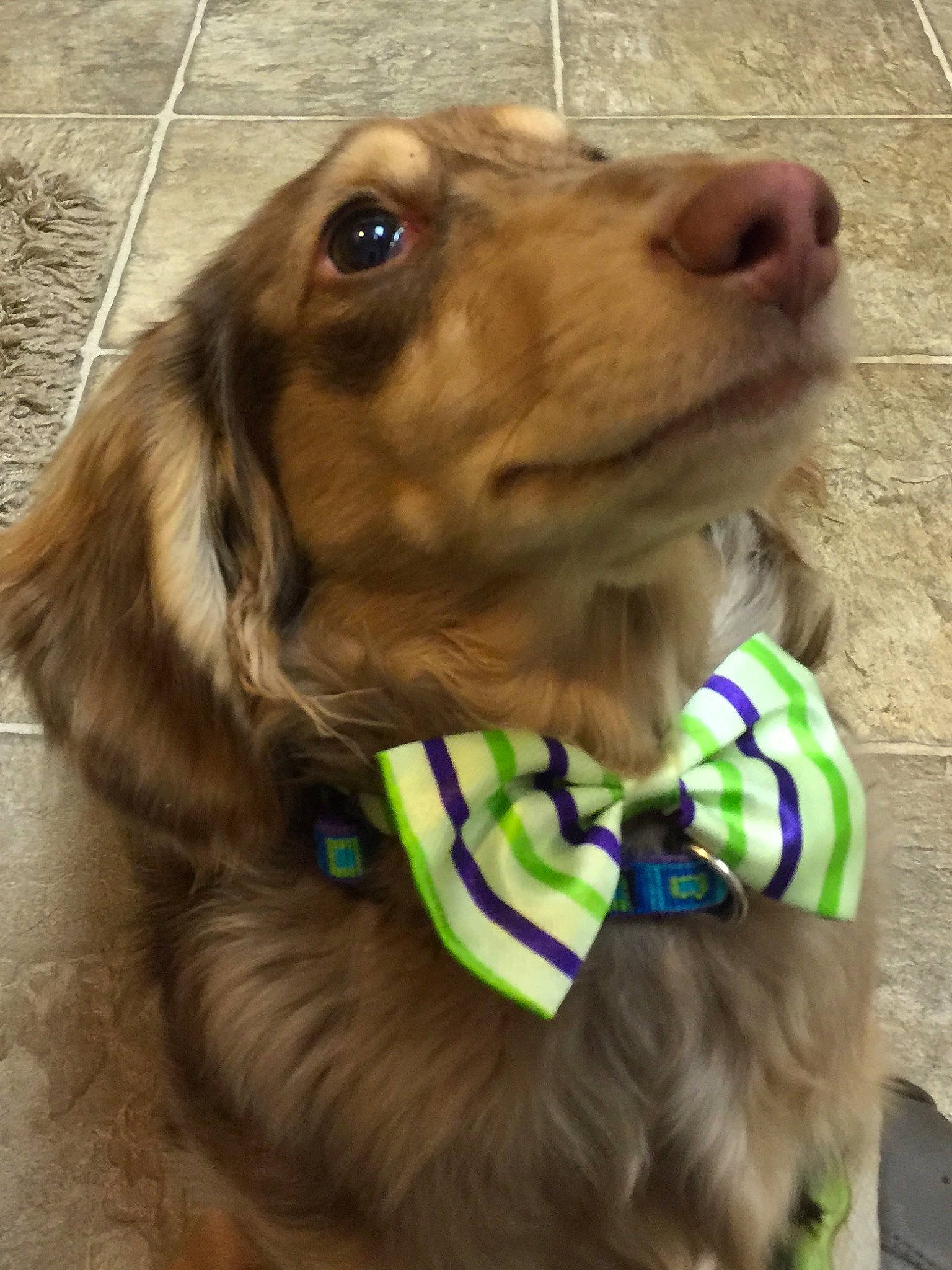 Marlowe is registered to the contest to win money with this photo: carnivore, cocker_spaniel, collar, companion_dog, dog, dog_breed, dog_collar, dog_supply, ear, fawn, gun_dog, leash, liver, pet_supply, smile, snout, spaniel, sporting_group, whiskers, working_animal