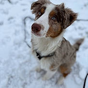 Iago participe au concours pour gagner de l'argent avec cette photo : dog, snow, blue_eyes, fur, outdoor, pet, animal, winter, nature, canine, sitting, curious, portrait, white, brown, black_collar, cute, fluffy, young_dog, attention