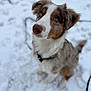 dog, snow, blue_eyes, fur, outdoor, pet, animal, winter, nature, canine, sitting, curious, portrait, white, brown, black_collar, cute, fluffy, young_dog, attention