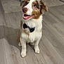 Iago participe au concours pour gagner de l'argent avec cette photo : dog, bow_tie, pet, indoor, floor, happy, sitting, canine, fur, brown, white, ears, tail, looking_up, home, living_room, furniture, blanket, table, cute