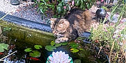 Meeko a rejoint le concours — aidez-le/la à gagner de superbes lots ! cat, tabby_cat, pond, lily_pads, fish, koi, water, greenery, bush, flowers, garden, outdoor, nature, plants, curious, animal, pet, feline, relaxing, daytime