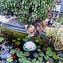 cat, tabby_cat, pond, lily_pads, fish, koi, water, greenery, bush, flowers, garden, outdoor, nature, plants, curious, animal, pet, feline, relaxing, daytime