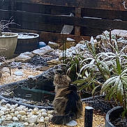 Meeko participe au concours pour gagner de l'argent avec cette photo : cat, fluffy, garden, pond, snow, plants, rocks, outdoor, winter, frost, animal, pet, nature, wooden_fence, greenery, calm, curious, sitting, back_view, daylight