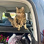 Meeko a rejoint le concours — aidez-le/la à gagner de superbes lots ! cat, tabby, fluffy, car, trunk, open_trunk, flowers, blanket, bags, paper_towel, curious, pet, animal, domestic_cat, feline, indoor, daylight, vehicle, looking_away, long_hair