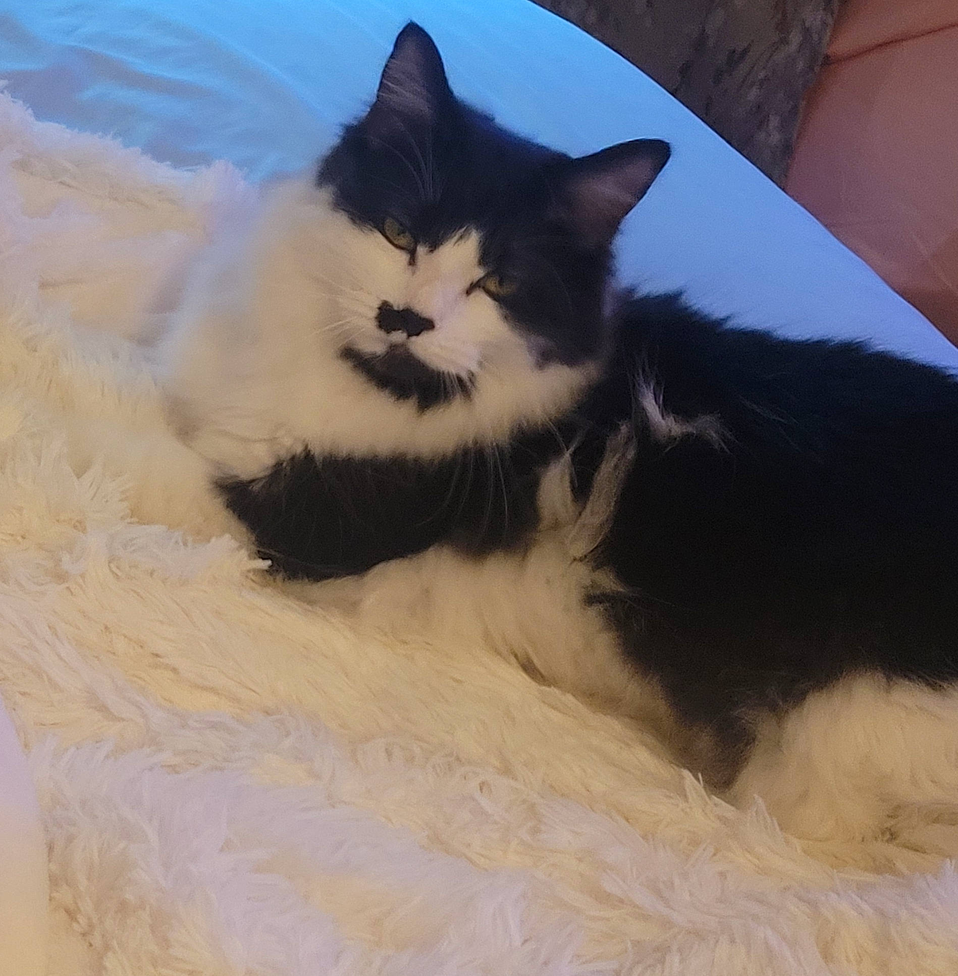 Lucifurr is registered to the contest to win money with this photo: carnivore, cat, claw, cloud, comfort, domestic_short_haired_cat, eye, felidae, fur, nap, paw, plant, sitting, sky, small_to_medium_sized_cats, snout, tail, tree, whiskers, wood