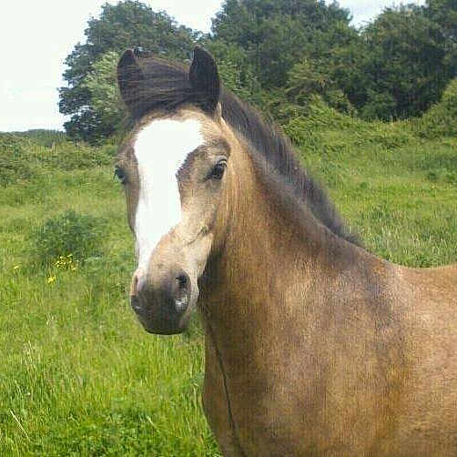 Marmite